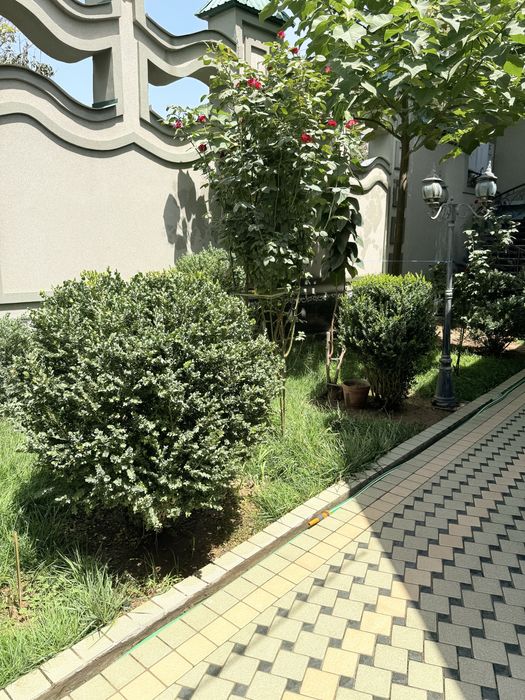 Шамшот сотилади бойи 150 ундан баланди хам пастихам бор