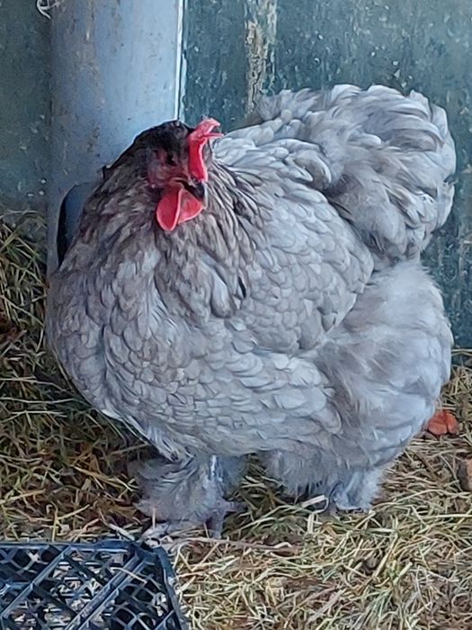 Куры и петухи ,порода