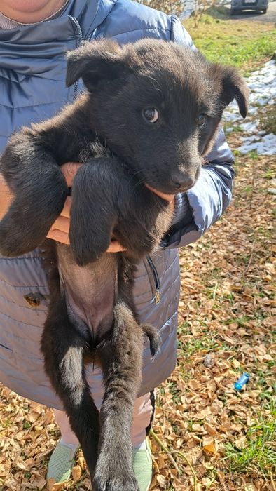 Малыши ищут себе дом