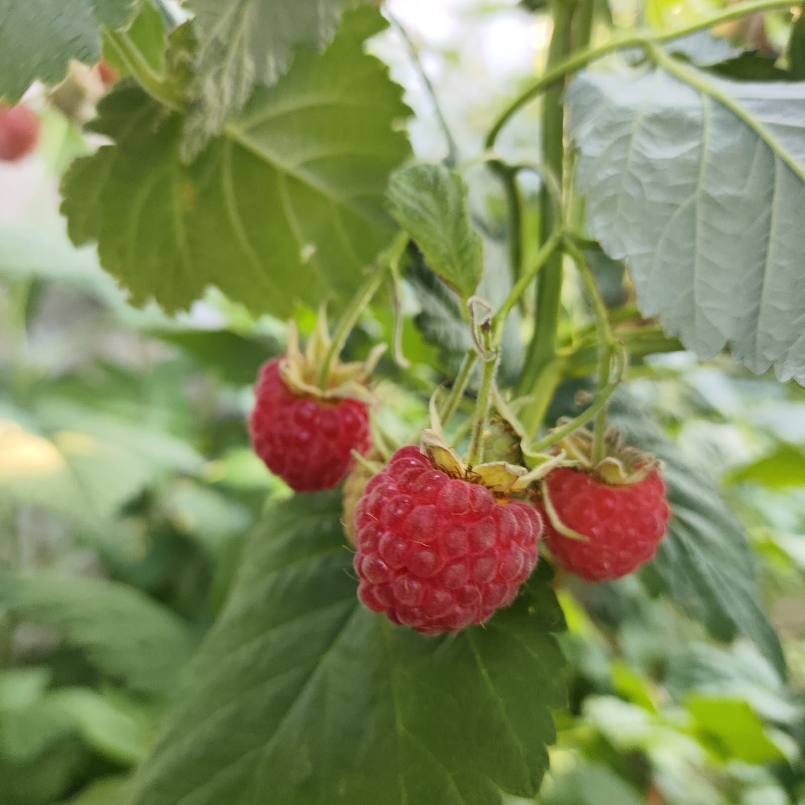 Продам Малину дачную