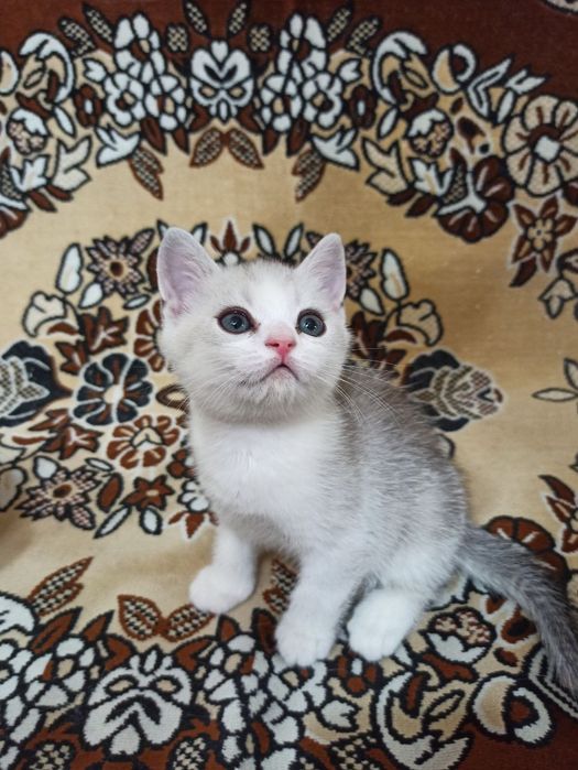 Продаеться котенок