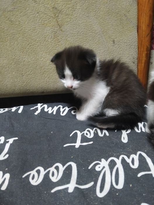 Отдам котят в хорошие руки