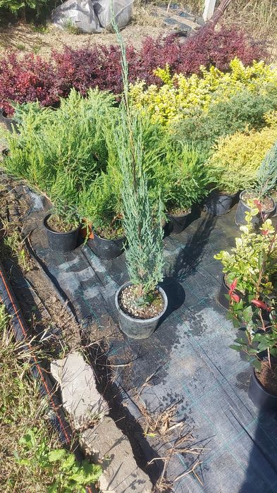 Plante ornamentale , berberis , jenupar , weigela , photinia litle red