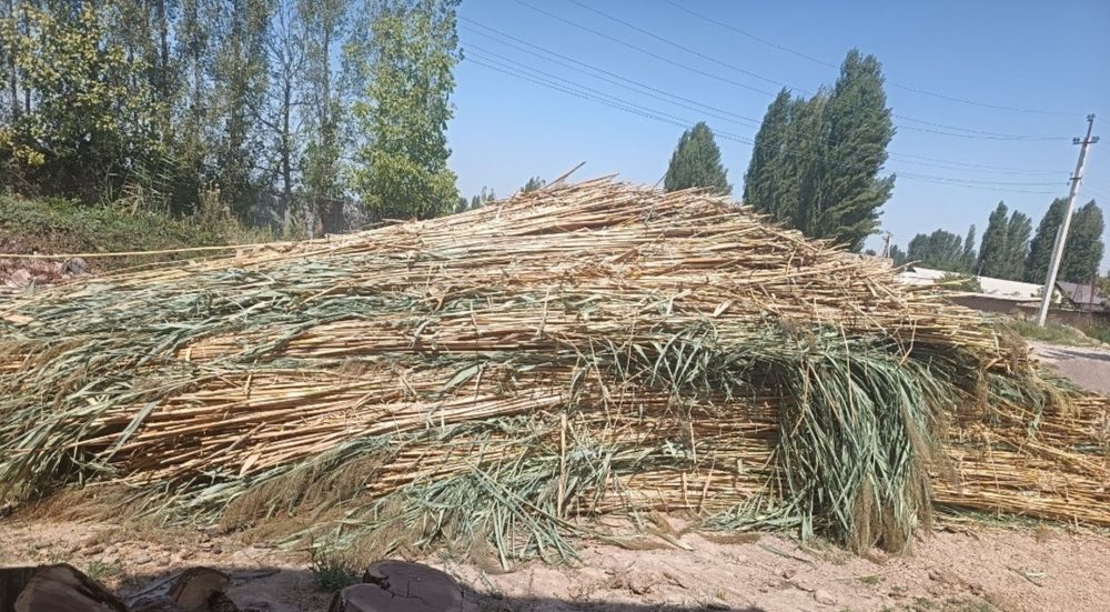 Камич ломбазга..