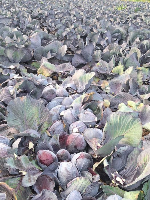 Varza rosie  de pastrare