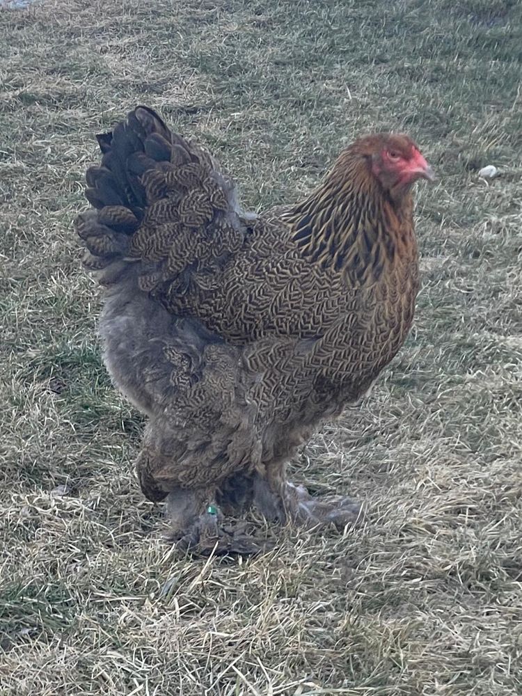 Brahma potarnichiu