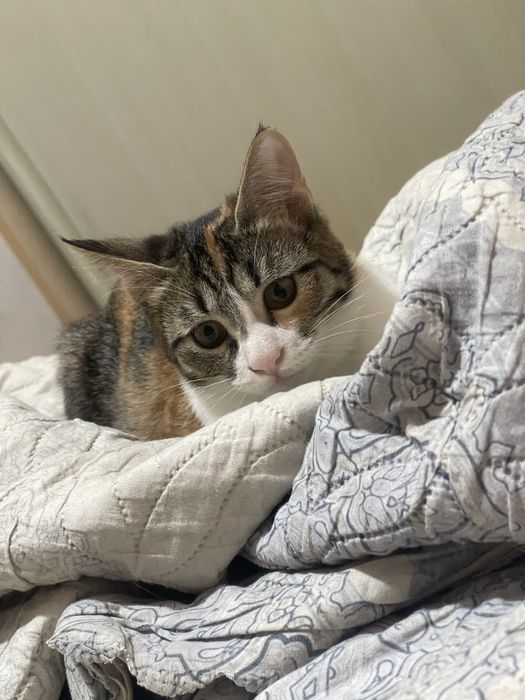 Отдам кошочек даром бесплатно