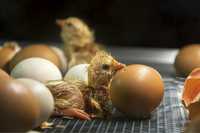 Продам яйца для инкубации