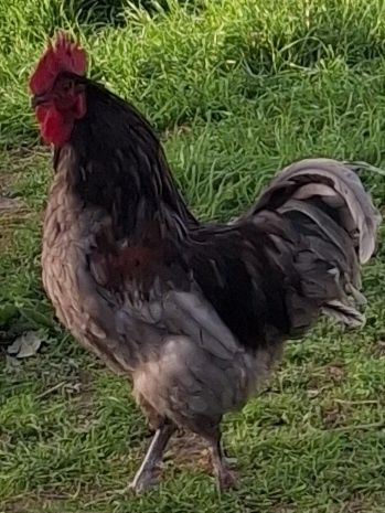 Cocos austrolorp.