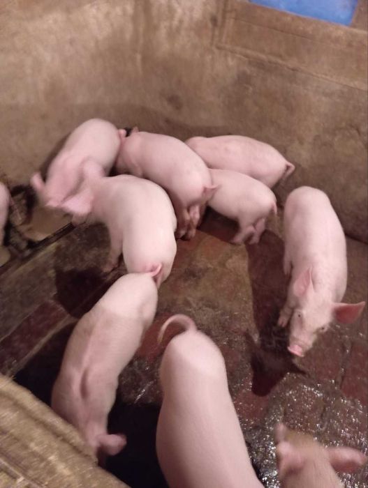 Малки прасета!200лв може коментар на цената на място!