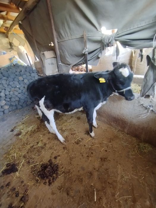 Ğulonjicha sotiladi narxi 10 milion yana kami bor manzil boysun tuma