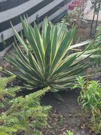 Yucca gloriosa de grădină