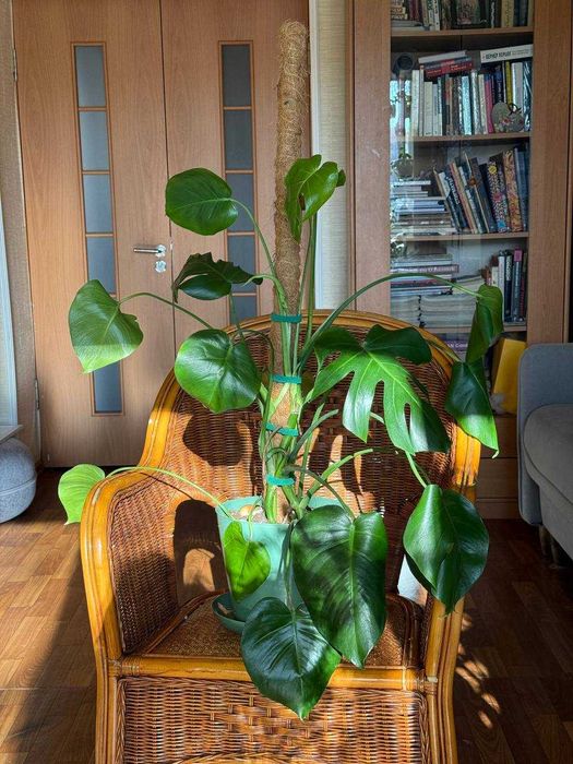 Большая монстера на кокосовой опоре, не требует пересадки 7000 тг.
