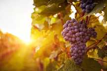 Vand struguri vin albi Nova și negri pt Cabernet, 100 kg