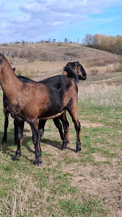 Vând 2capre Anglo Nubiene cu Pedigree