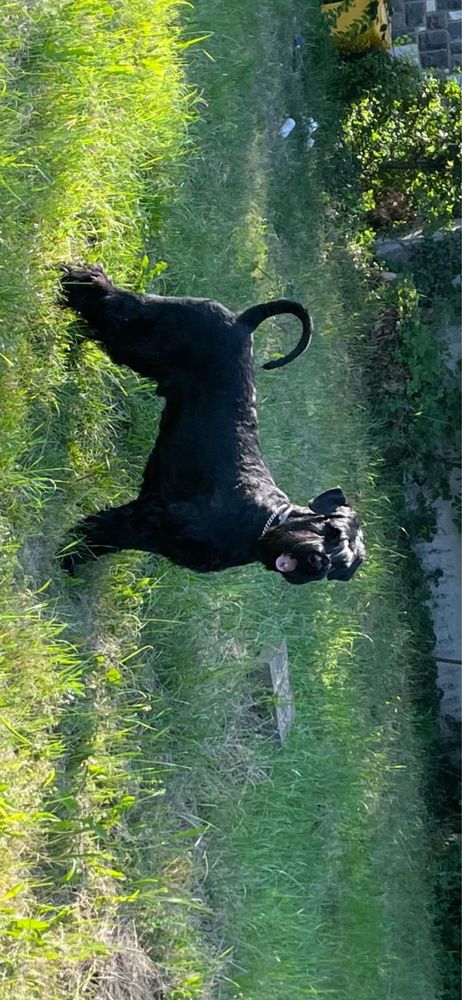 Pui Schnauzer Urias cu pedregree