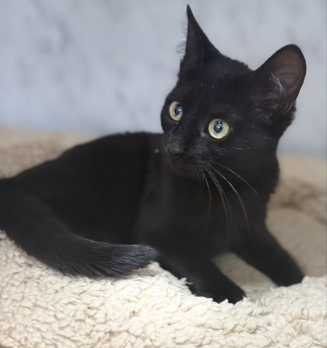 Отдам котенка  в добрые руки