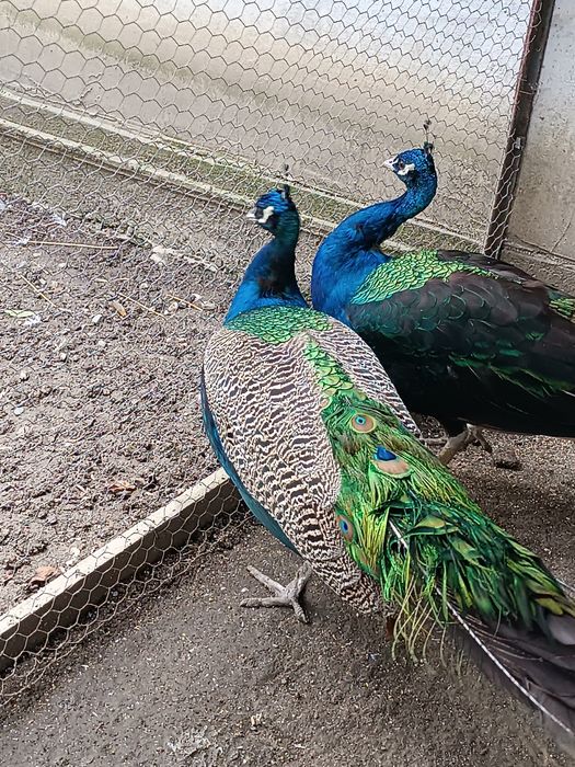 Păuni maturi (3 ani si jumatate)