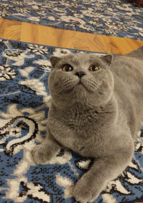 British Shorthair Blue mushukcha sotiladi
Fevral oyida tug‘ilgan,