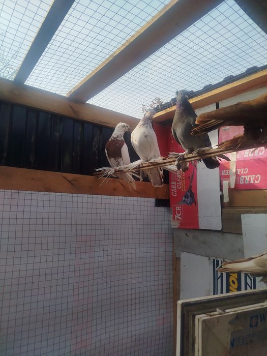 Продам голубеи разных