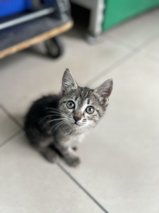 Отдам котенка в хорошие руки