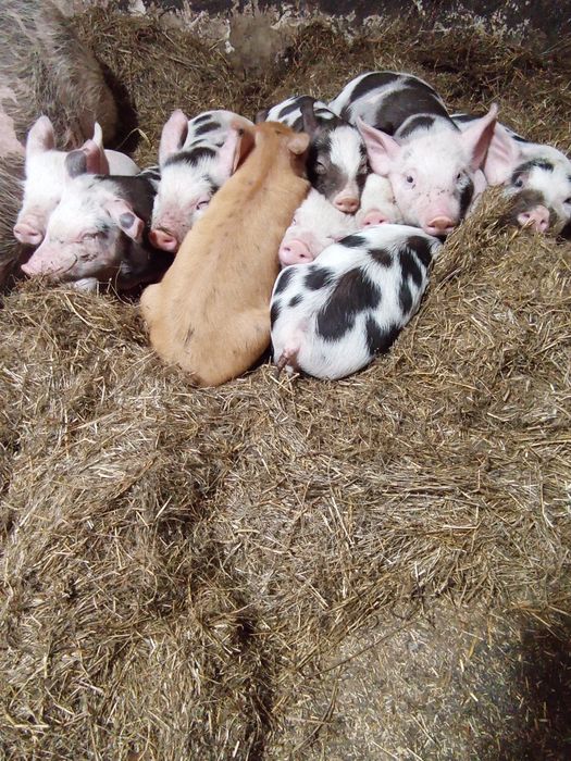 Продаются месячные поросята