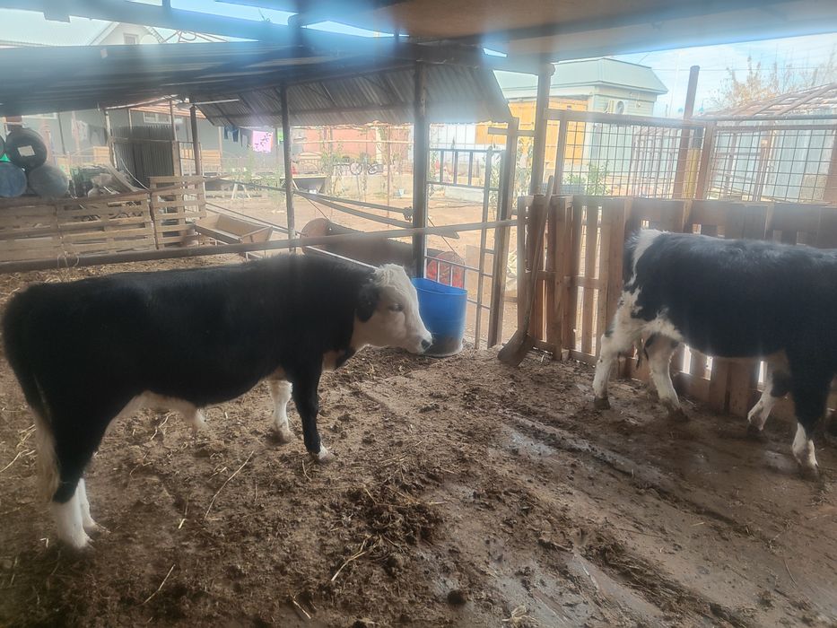 Баспақ. Сиыр. Корова