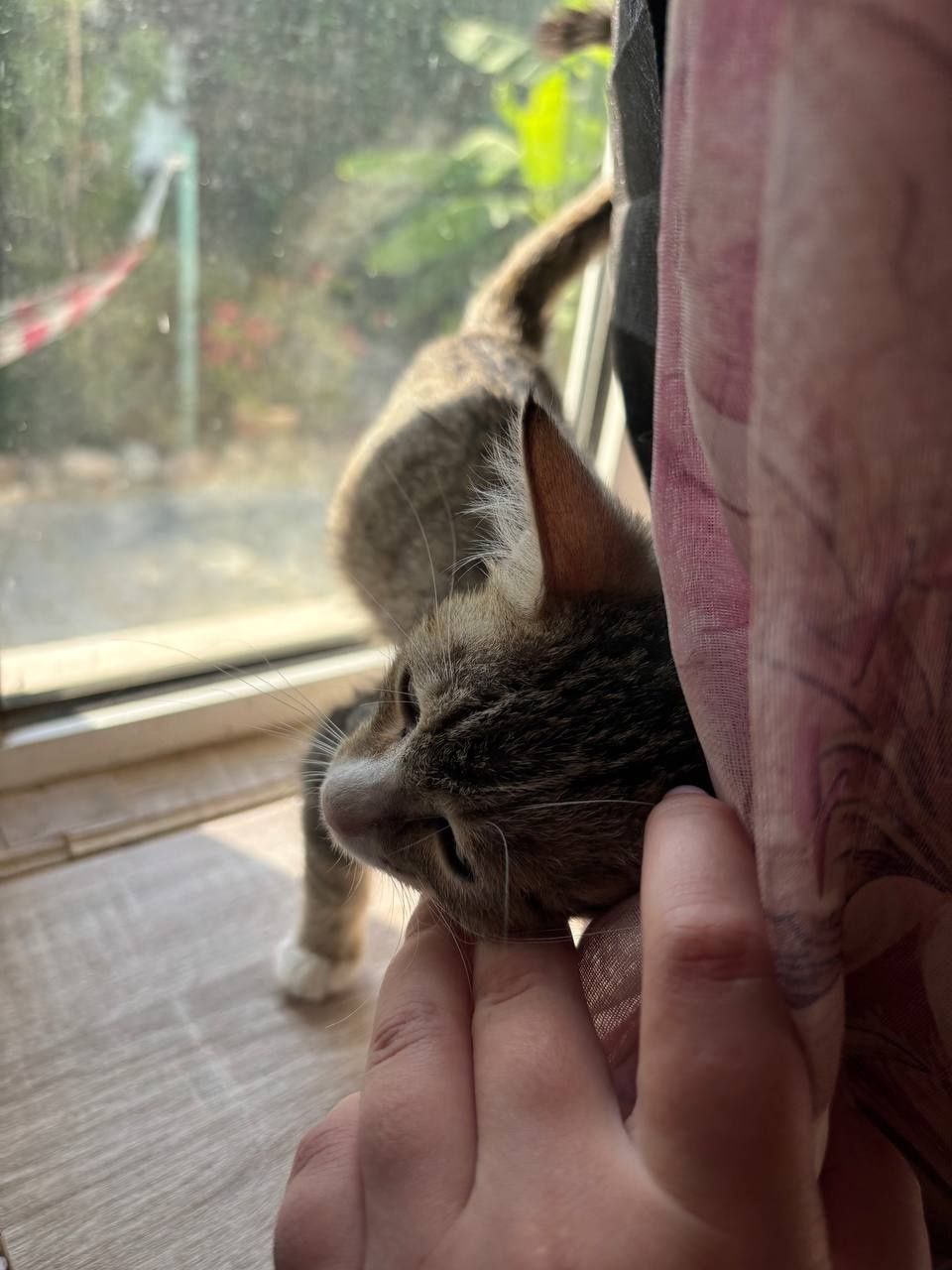 В добрые руки, котёнок