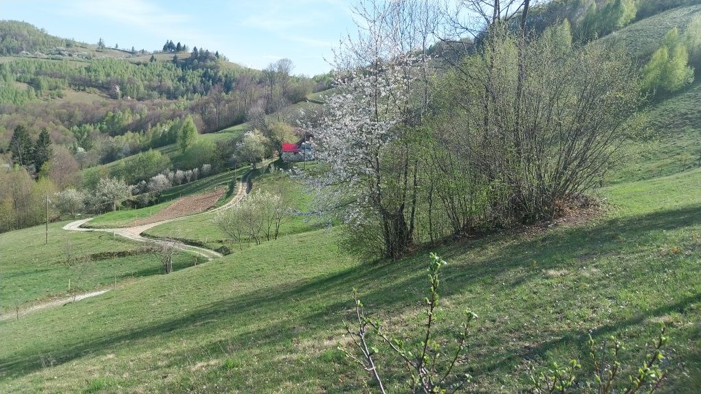 Teren de vânzare Poiana Marului Brasov