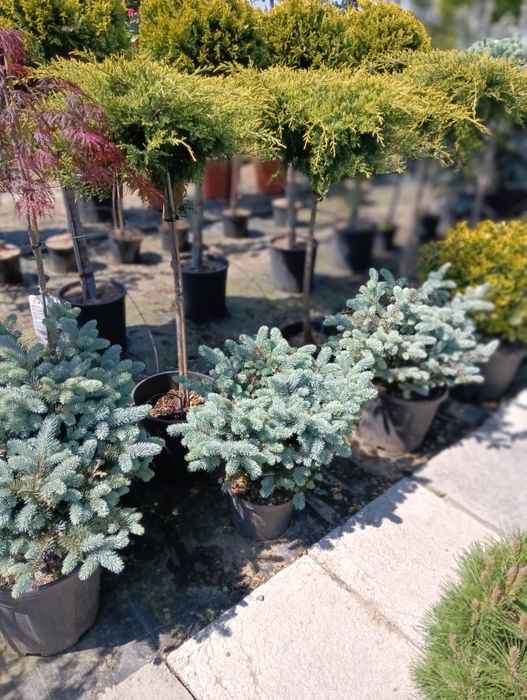 Picea glauca globosa