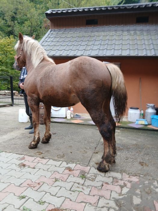 Manz de vânzaree