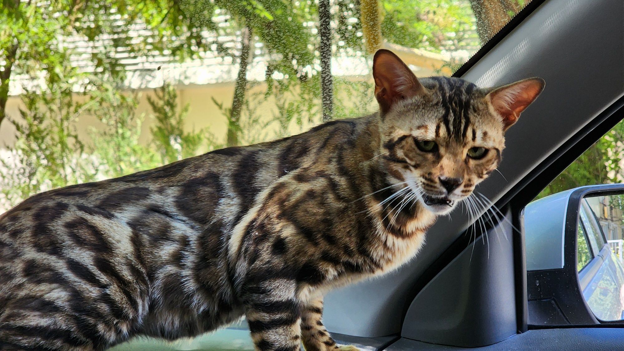 Бенгальский кот 3 года