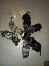 Vand Teckel (Dachshund) - 4 pui disponibili