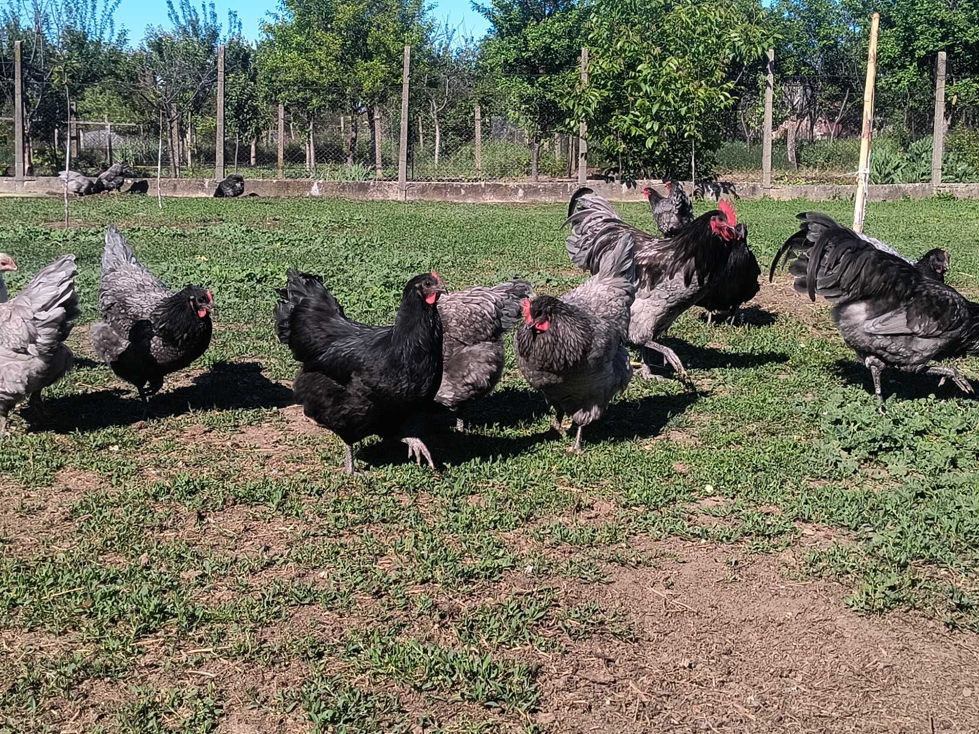 Oua Australorp din gaini tinere