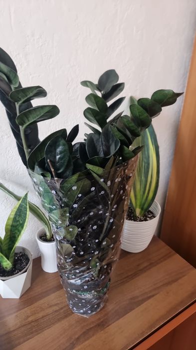 Замиокулькас (долларовое дерево)тёмный Равен