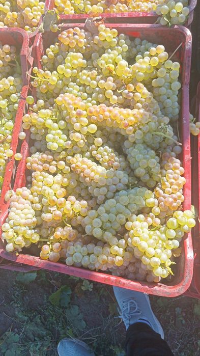 Vand struguri de vin livrez la domiciliu pret 3 lei kg