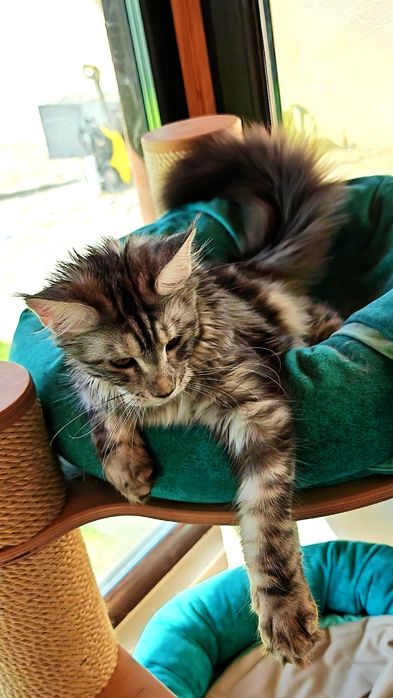 Pisică Maine Coon- Esfir