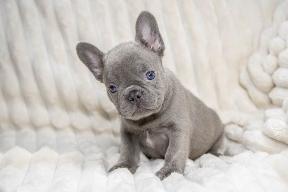 bulldog francez lilac