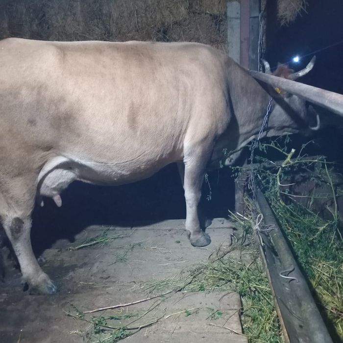 Продам корову стельную