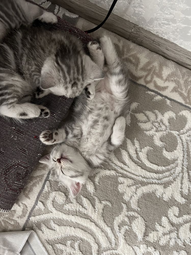 Котята  породистые шымкент