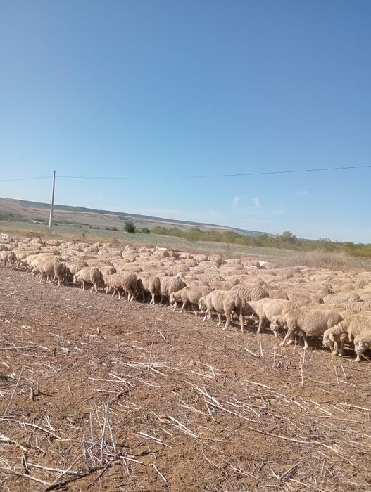 Vând oi,capre,berbeci și țapi.