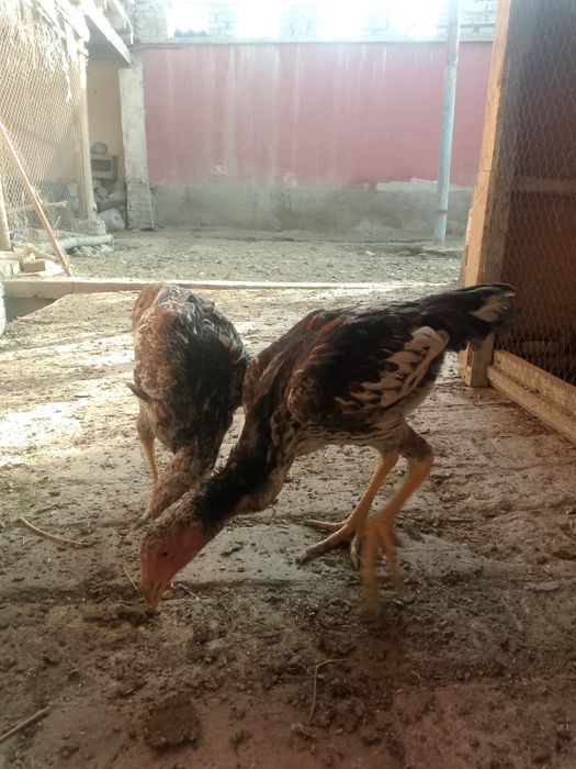 Dakan makionlar sotiladi