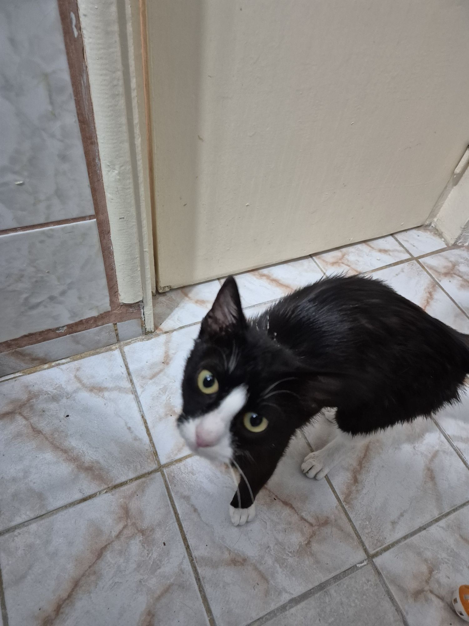Feli pisica adoptie