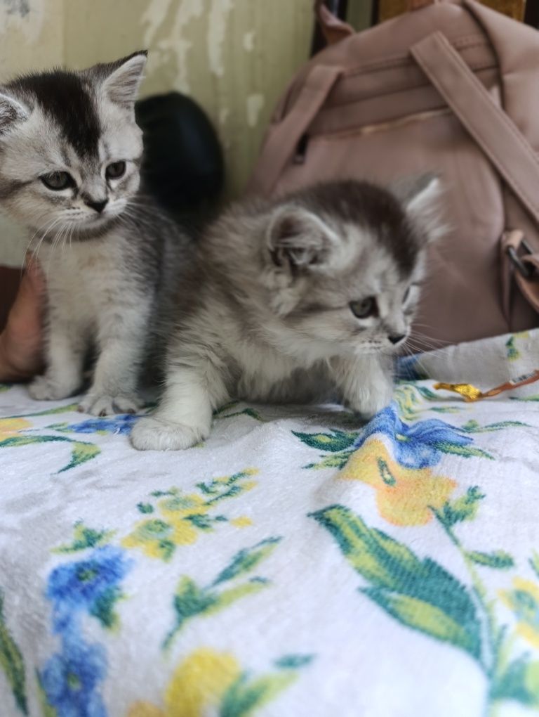 Котята.Серебристая Шиншилла