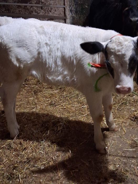 Vând Vitea Belgiana.