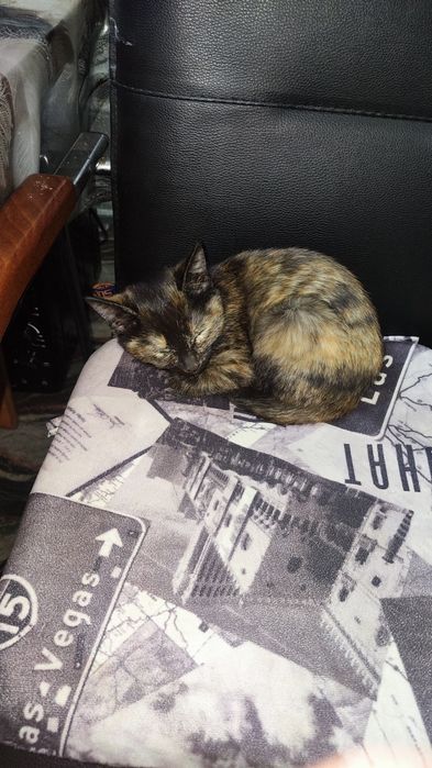 Отдам котёнка бесплатно