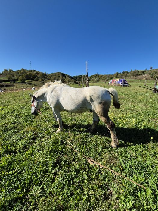 Armăsar de vânzare