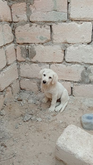 Лабрадор ретривер (щенок)