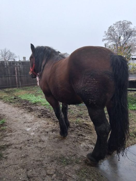 Vând cal Semi-greu romanesc 7 ani semigreu castrat