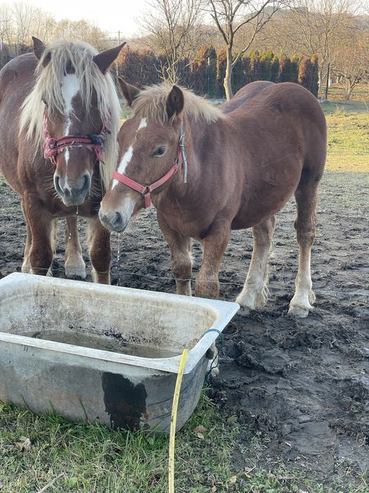 Vand 2 iepe si un manz